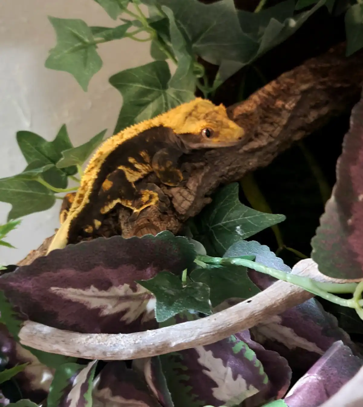 A crested gecko with yellow and dark brown markings is perched on a thick, textured branch surrounded by green ivy and…