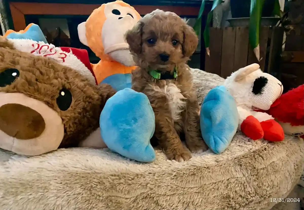 A small brown puppy with curly fur and a green collar sits upright on a fluffy beige dog bed, surrounded by several large…