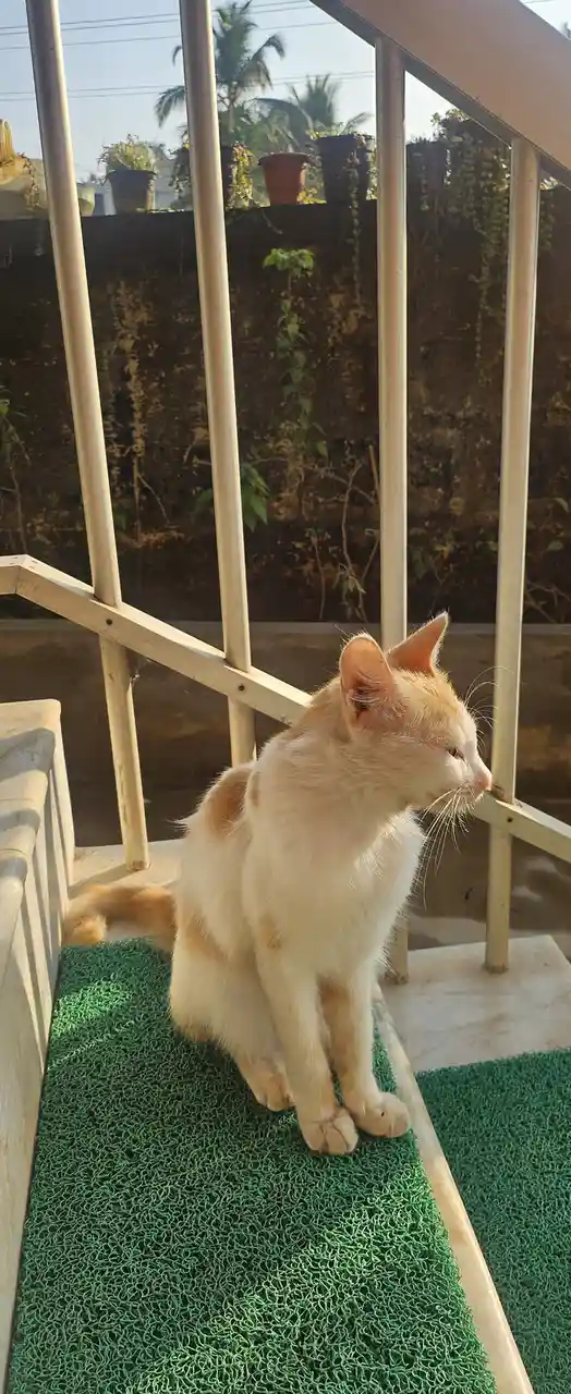 A cream and white cat sits calmly on a green textured mat on a staircase with metal railings, looking off to the side. The…
