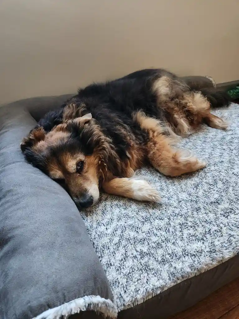 A fluffy black and tan dog is lying on its side on a grey dog bed covered with a speckled grey and white blanket, looking…