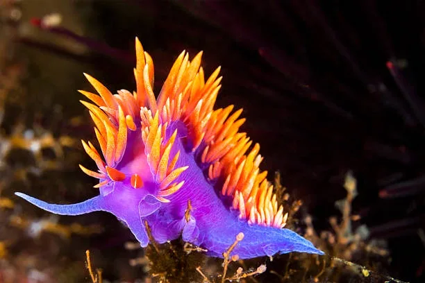 Sea Slug Sunday: A Relaxing Break for Everyone