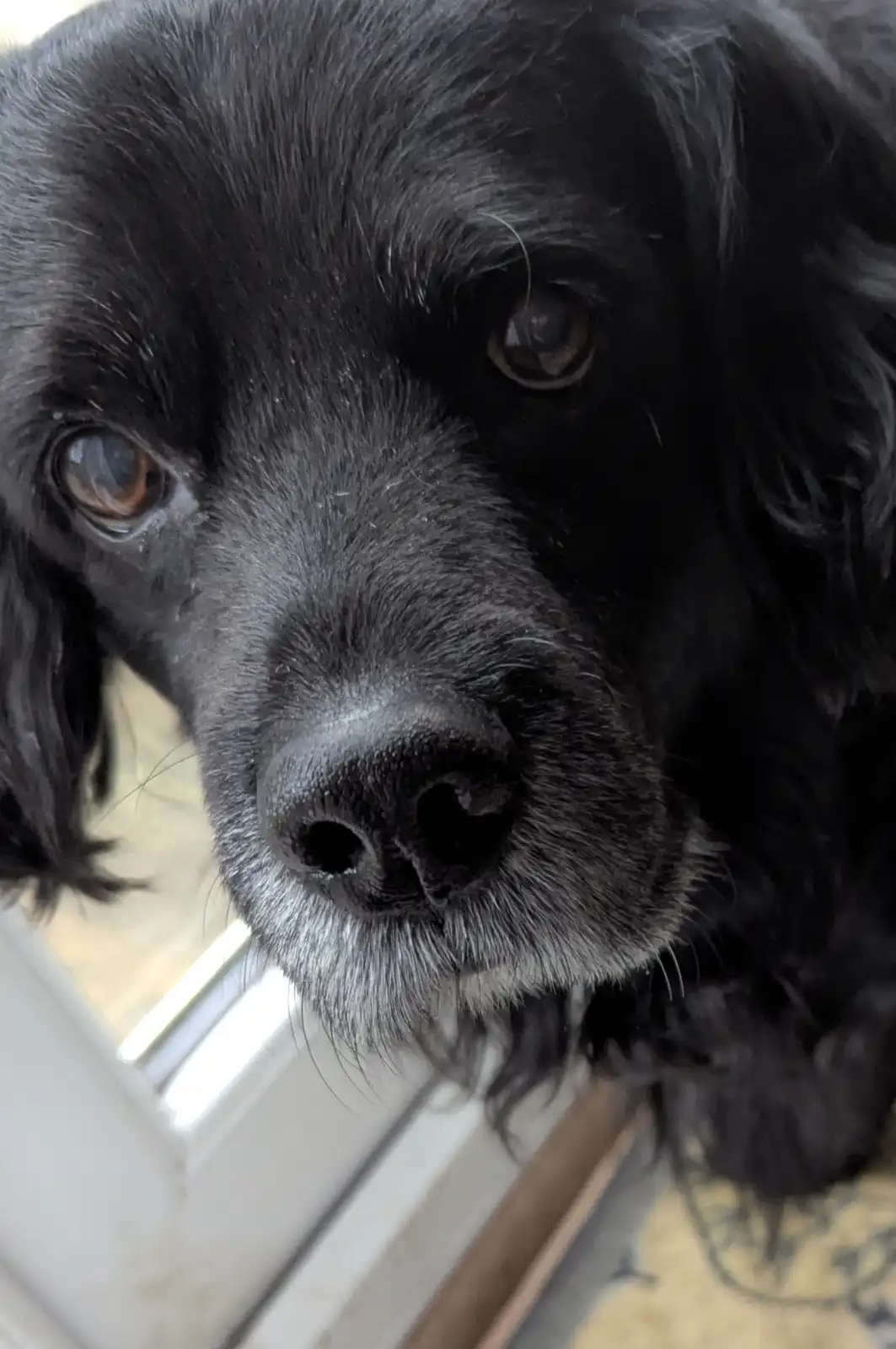 A close-up photo of a black dog with long, floppy ears and a slightly graying muzzle, looking up with pleading, tear-filled…