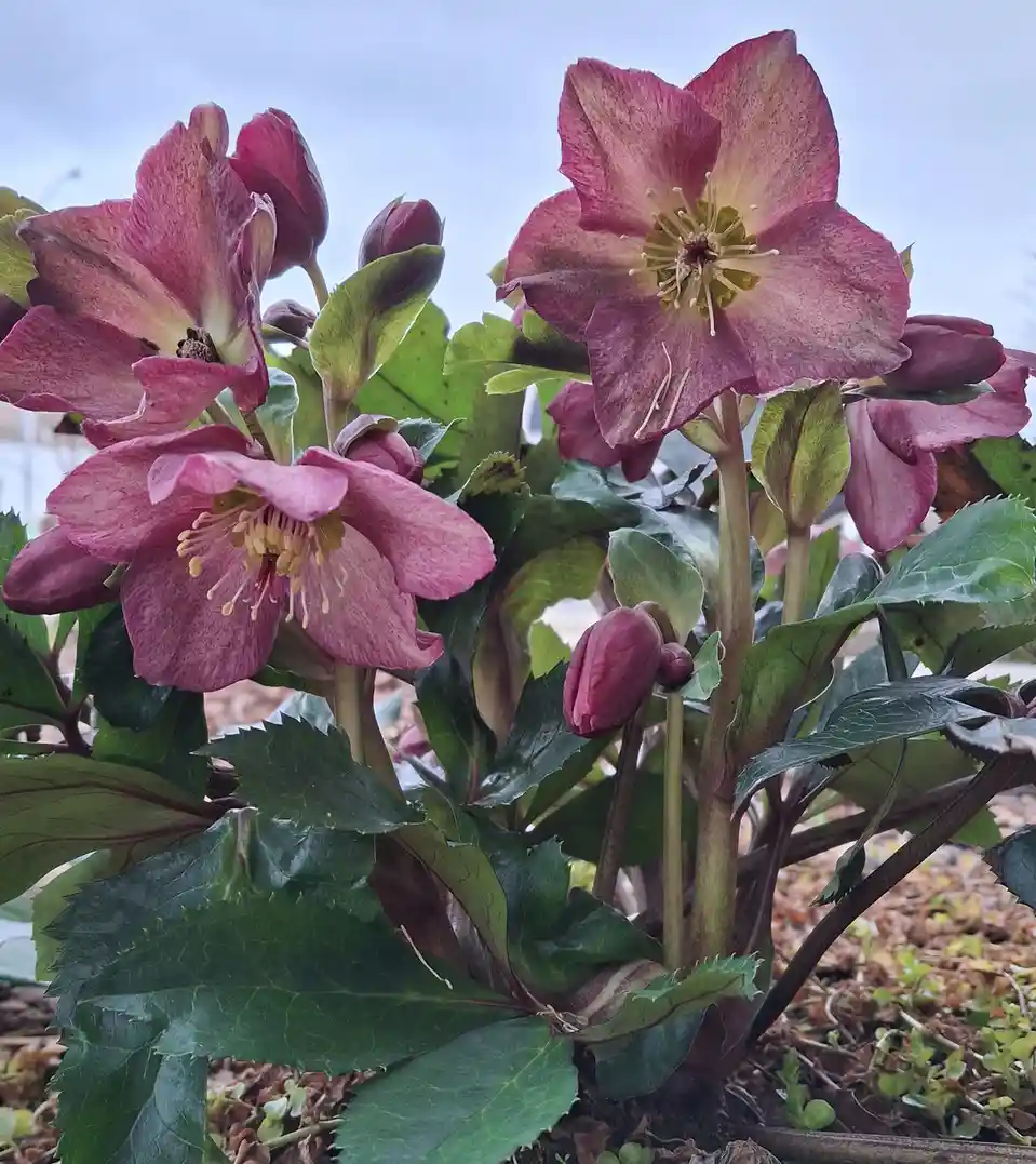 A close-up photo shows several hellebore flowers with deep pinkish-red petals and green leaves, some fully bloomed and…