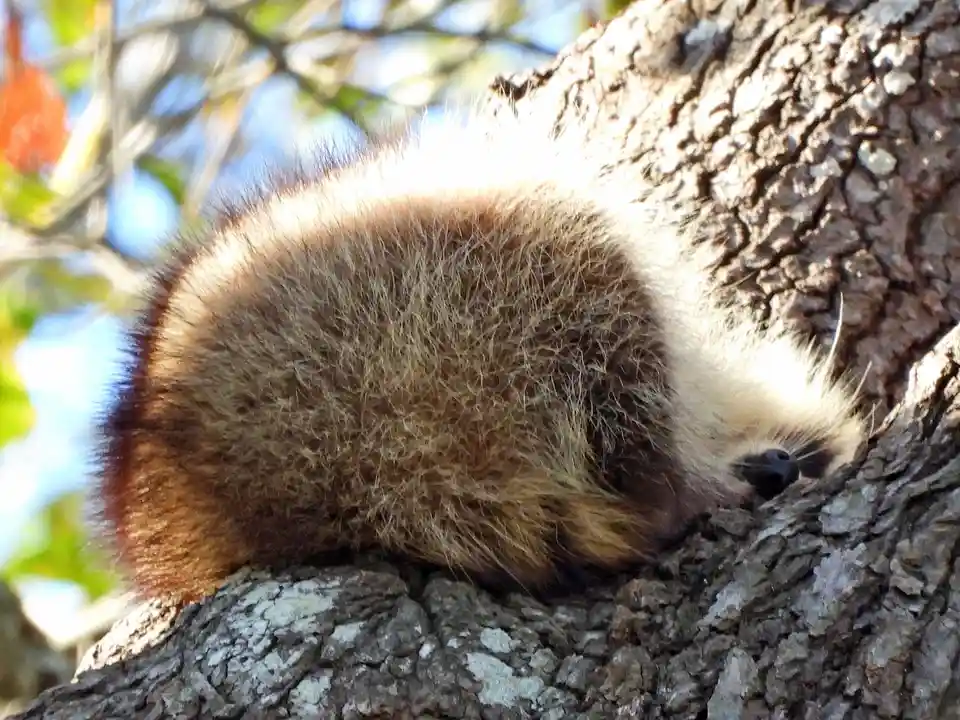 A furry, brown-and-white animal, likely a coati, is curled up sleeping on a tree trunk with rough bark. Sunlight highlights…