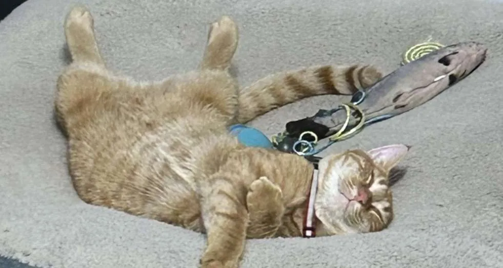 a ginger tabby cat is lying on its back on a gray carpet, paws up, eyes closed, appearing deeply asleep. Beside it lies a…