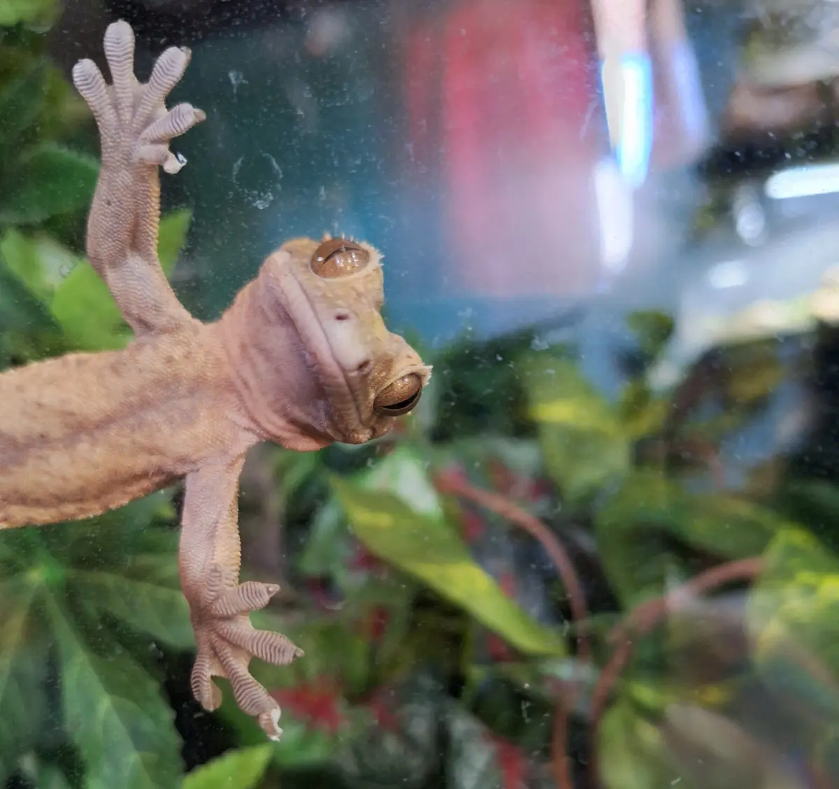 A close-up photo shows a light brown gecko clinging to a glass surface, its large, round eyes staring forward and its front…
