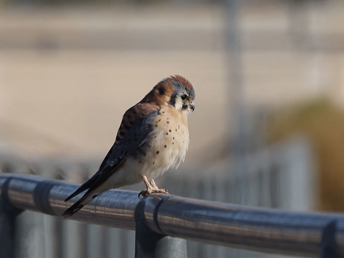 A small bird of prey, likely an American Kestrel, perches alertly on a metal railing. Its feathers show a mix of brown…