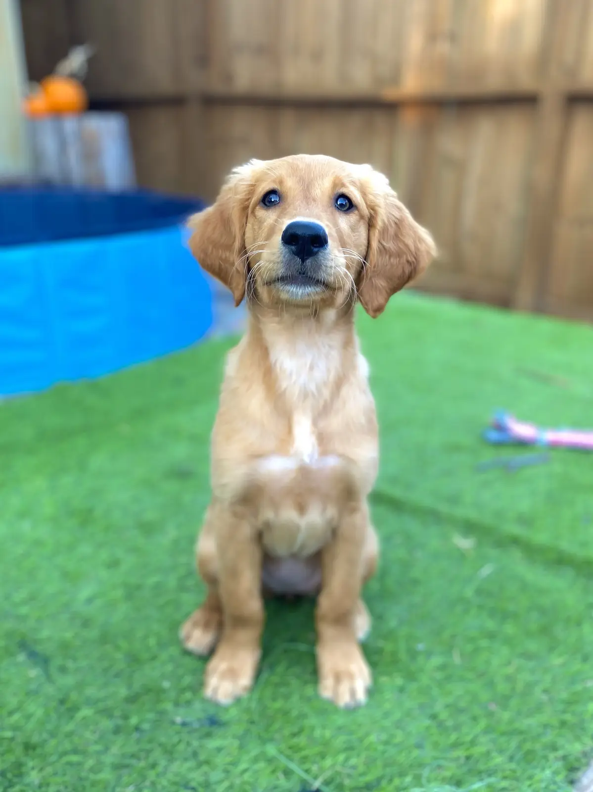 A golden retriever puppy sits on green grass outdoors, looking up with wide, innocent eyes. In the background, a blue kiddie…