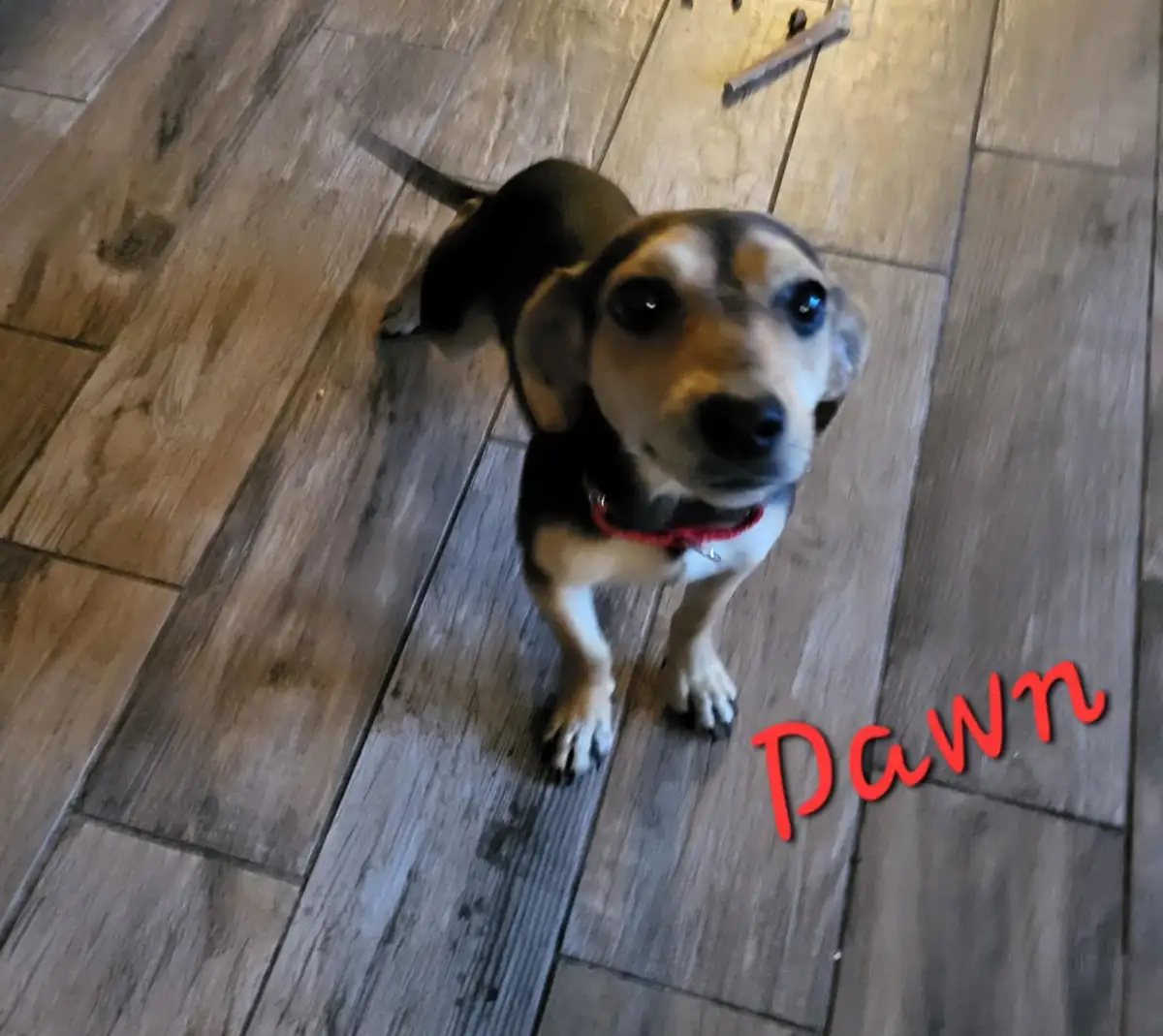 A small beagle puppy with a red collar stands on a wooden floor, looking up with large, pleading eyes. The word 'Pawn' is…