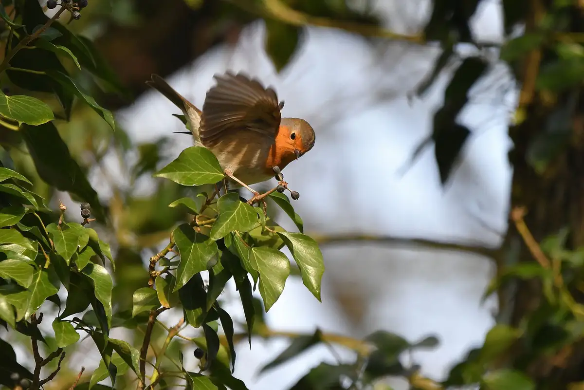 A european robin with orange breast and brown wings is perched on a branch of an ivy plant with dark berries, its wings…