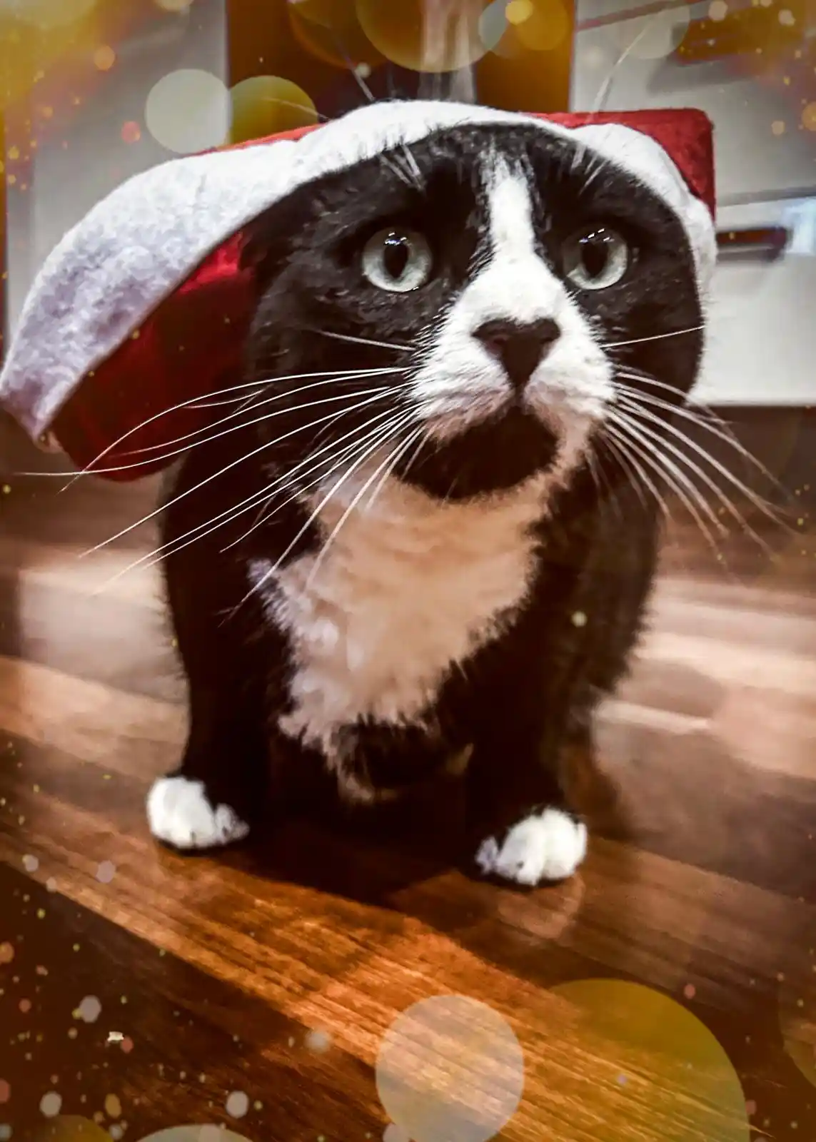 A black and white cat with wide, startled eyes sits on a wooden floor wearing a red and white Santa hat. The image has a…