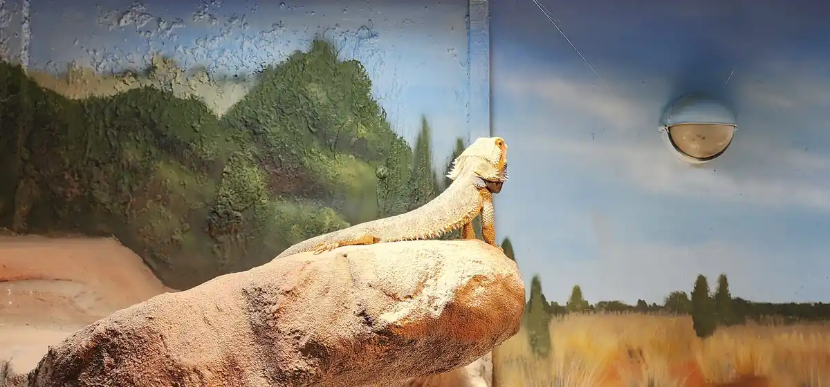 Bearded Dragons at Butterfly Creek: A Fascinating Encounter
