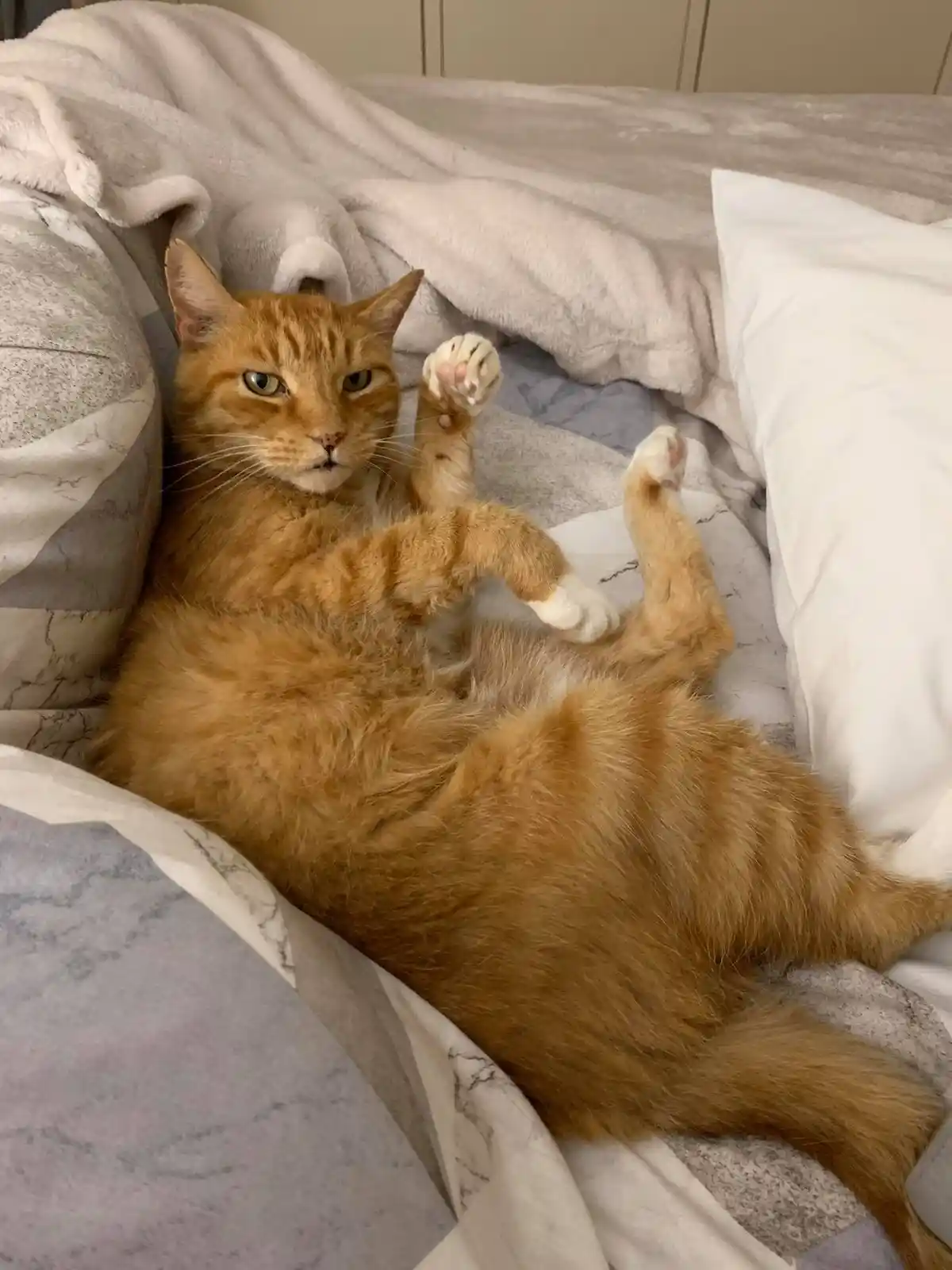 An orange tabby cat lies on its back on a bed with marble-patterned sheets and white blankets, its paws up in the air and…
