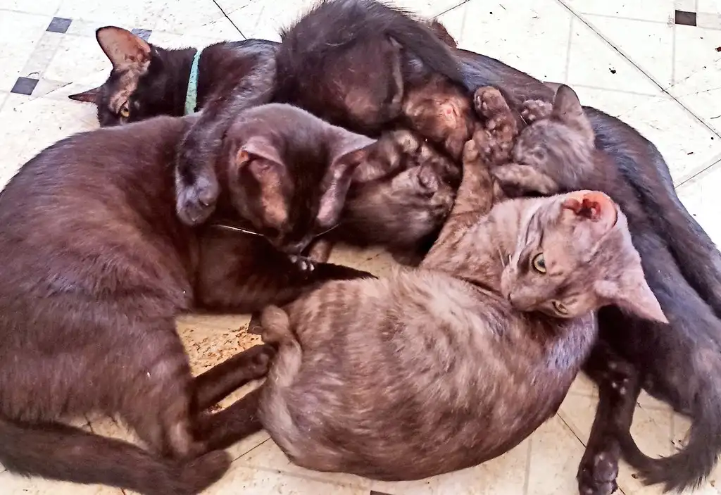 A group of cats, mostly dark-colored, are huddled together on a tiled floor, with one light gray cat in the foreground…