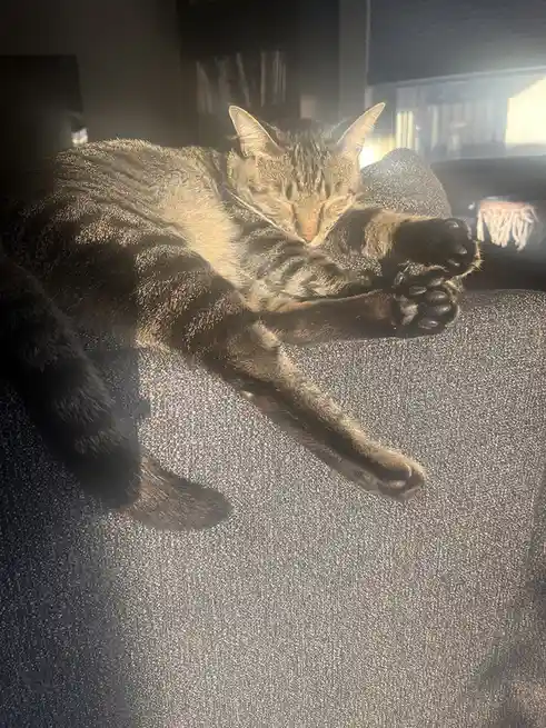 A tabby cat is sleeping soundly on a dark gray couch, bathed in sunlight streaming from a window, with its paws curled up…