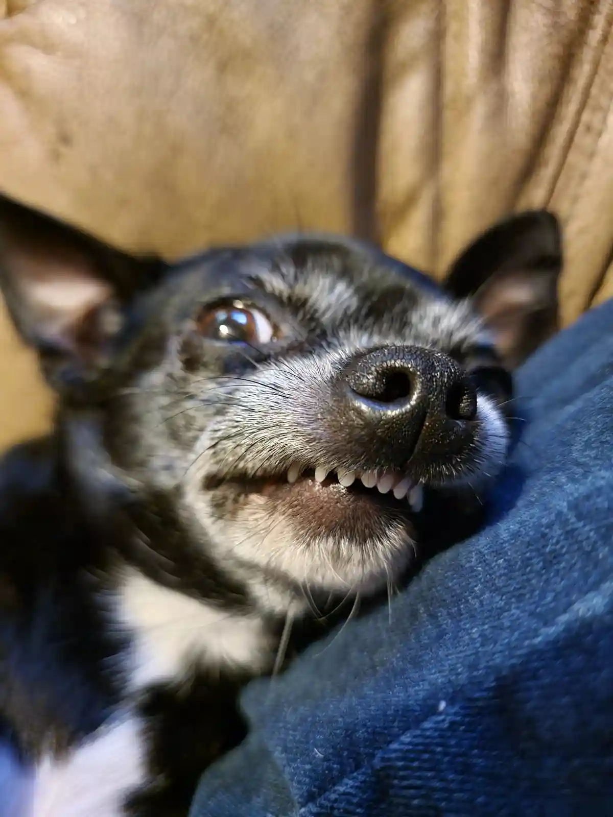 A close-up photo of a black and white dog with its mouth open, showing teeth, lying on a blue fabric surface against a brown…