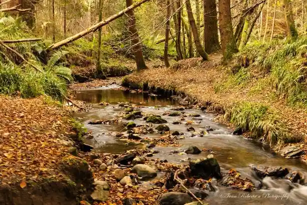 A serene autumn forest scene with a shallow stream flowing over rocks and fallen leaves, surrounded by trees and ferns. The…