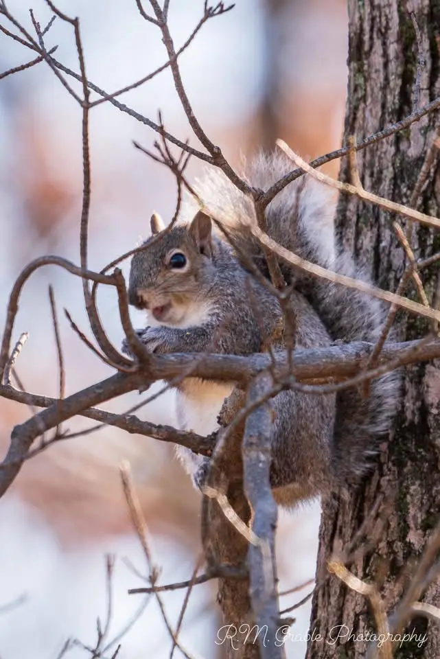 A gray squirrel is perched on bare tree branches, holding a nut or seed in its paws and looking directly at the camera with…