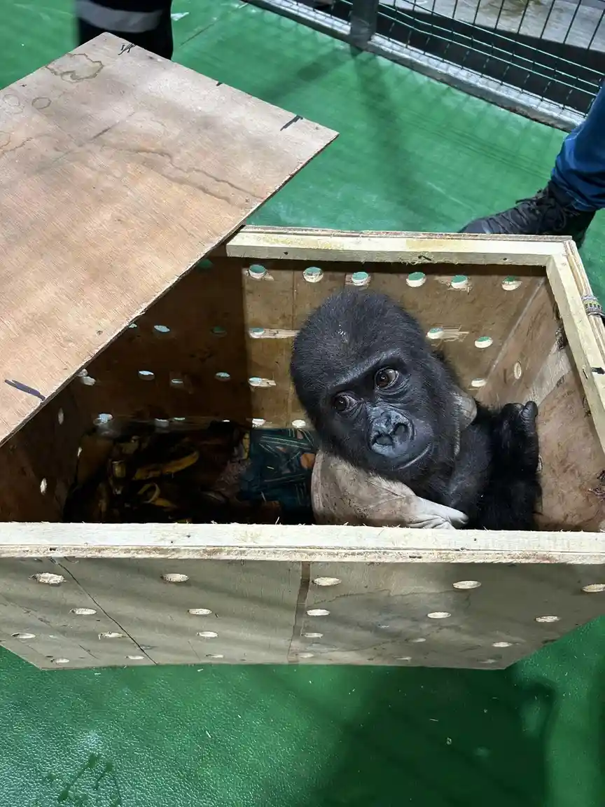 A baby gorilla with large, expressive eyes sits inside a wooden crate with its lid partially open, looking directly at the…