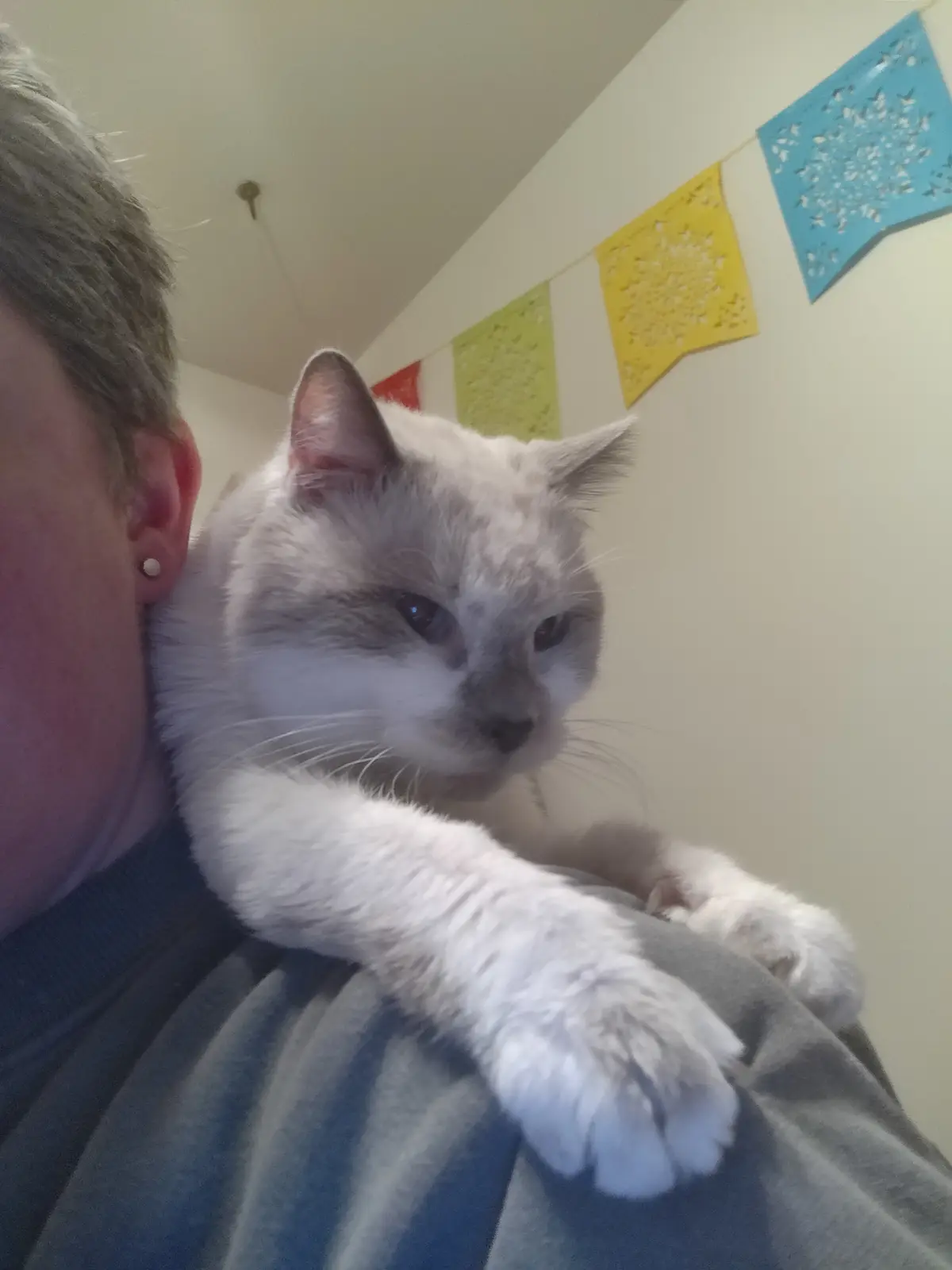 A light-colored cat with a grumpy expression rests on a person's shoulder, looking away with one paw draped over the…