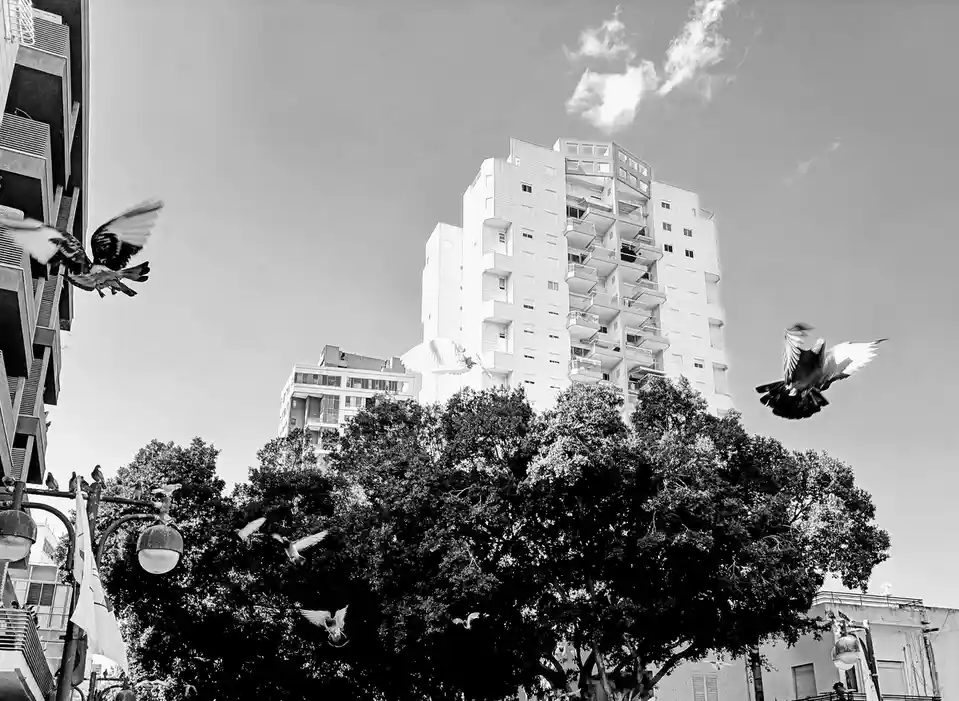 A black-and-white photo shows multiple pigeons in mid-flight, scattering away from a building and trees in an urban setting…