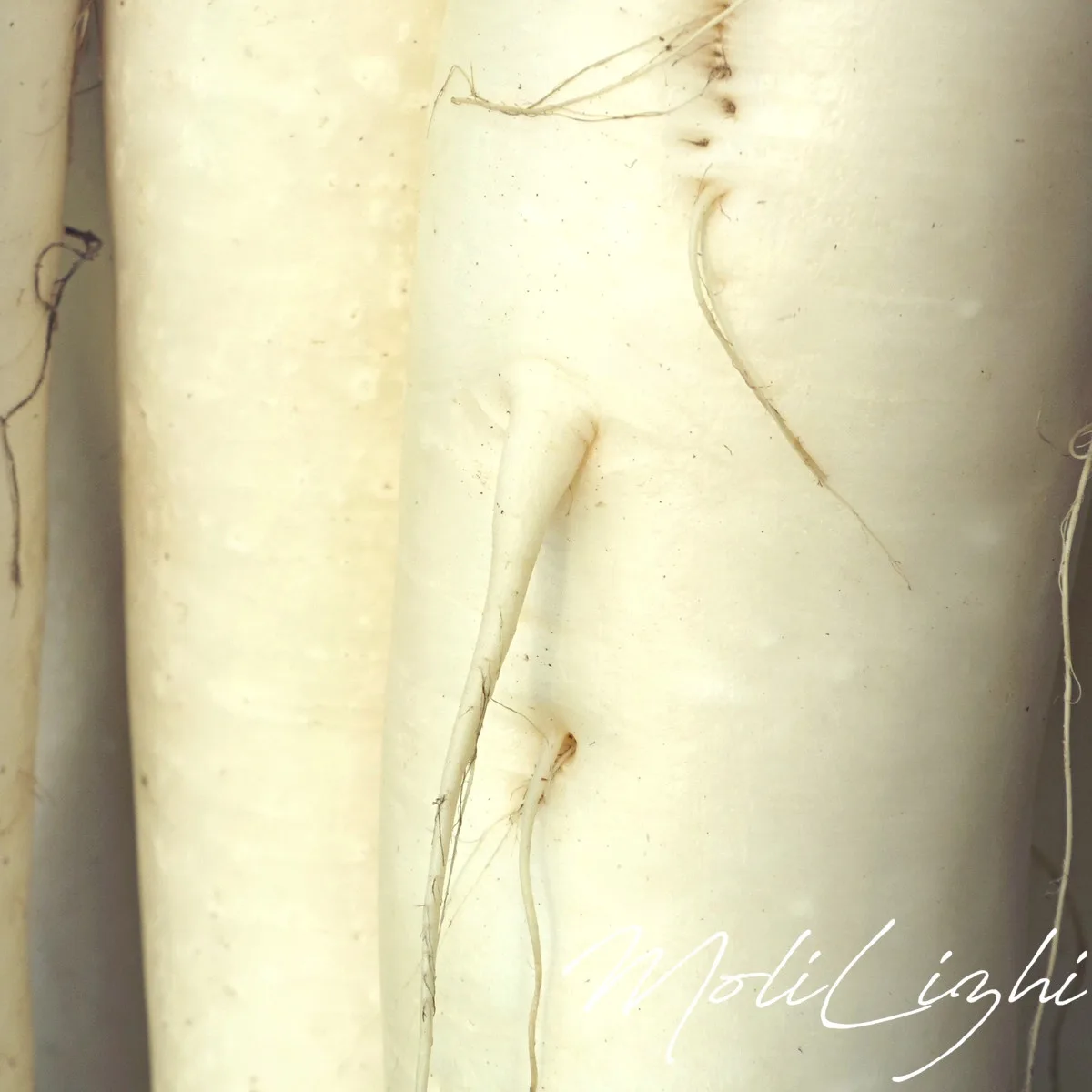 A close-up photo of white radish roots showing a natural protrusion that resembles a human genitalia. The image has a…