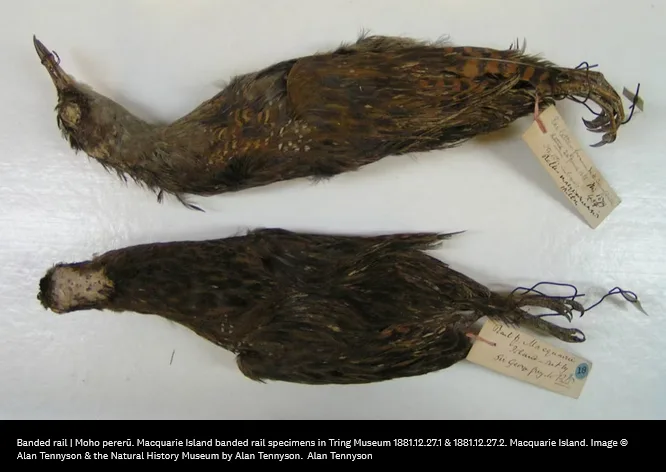 Two preserved, taxidermied banded rails (Moho pererū) lie on a white surface, each with a handwritten museum label attached…