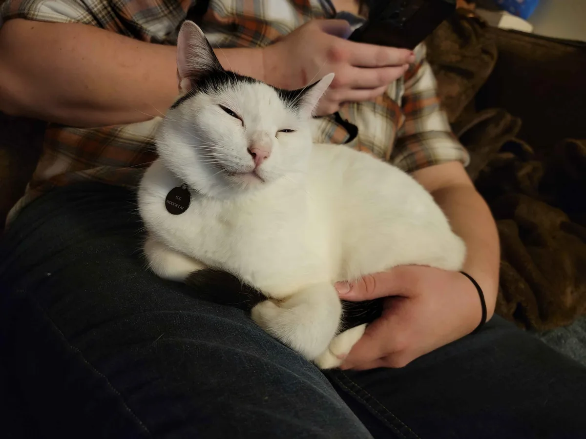 A white and black cat with a tag reading 'EGG INDOOR CAT' is being held by a person in a plaid shirt who is looking at their…