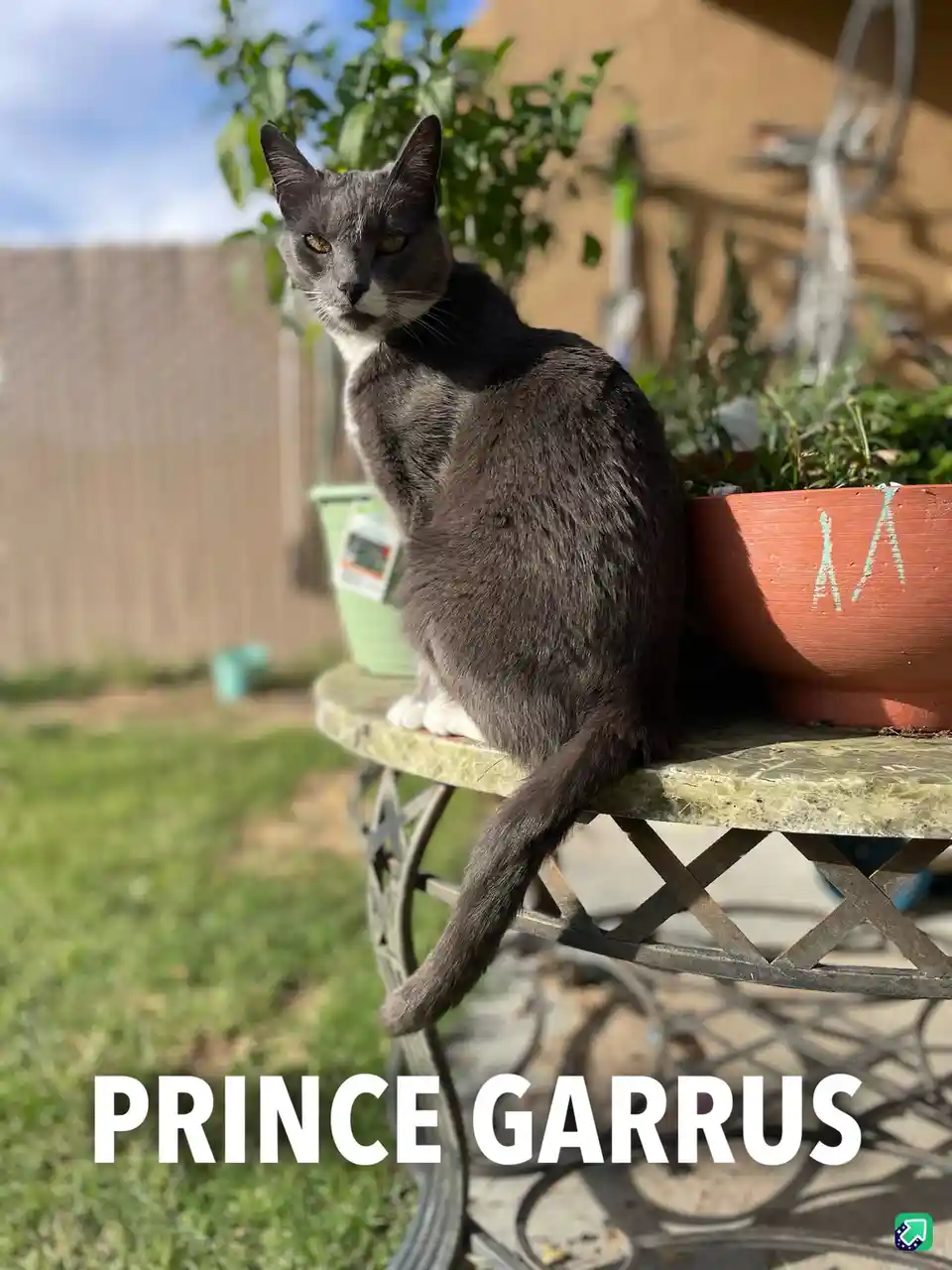 A gray and white cat with a stern expression sits on a metal garden table outdoors, next to a terracotta planter. The text…