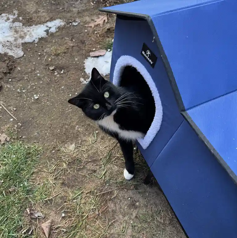 A black and white cat with green eyes peers out from the entrance of a blue Marunda brand outdoor cat house, standing on…