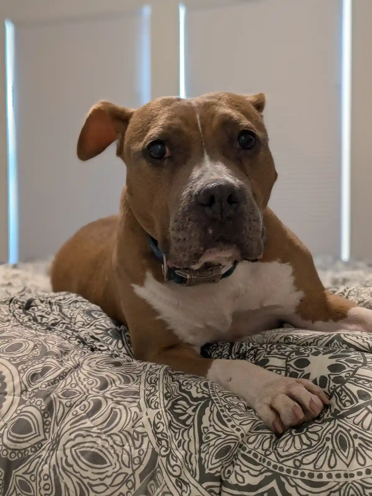 A brown and white pit bull-type dog with a blue collar lies on a patterned bedspread, looking directly at the camera with a…