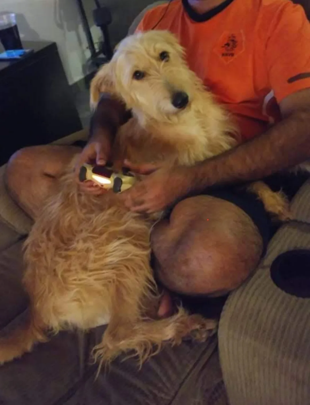 A person in an orange shirt sits on a couch holding a lit video game controller, with a fluffy light-brown dog resting on…