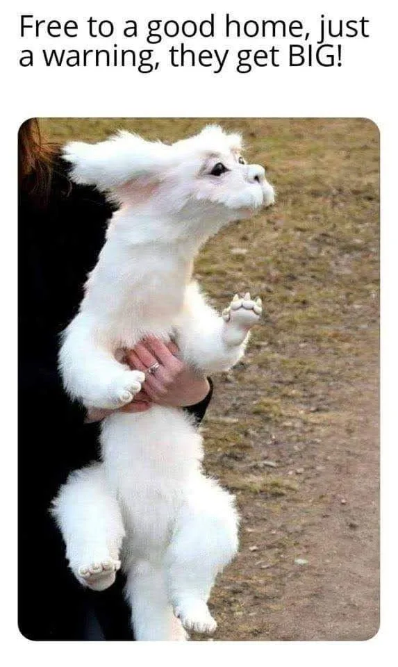 A person holds a small, fluffy white puppy that looks like it's standing upright on its hind legs, with its front paws…
