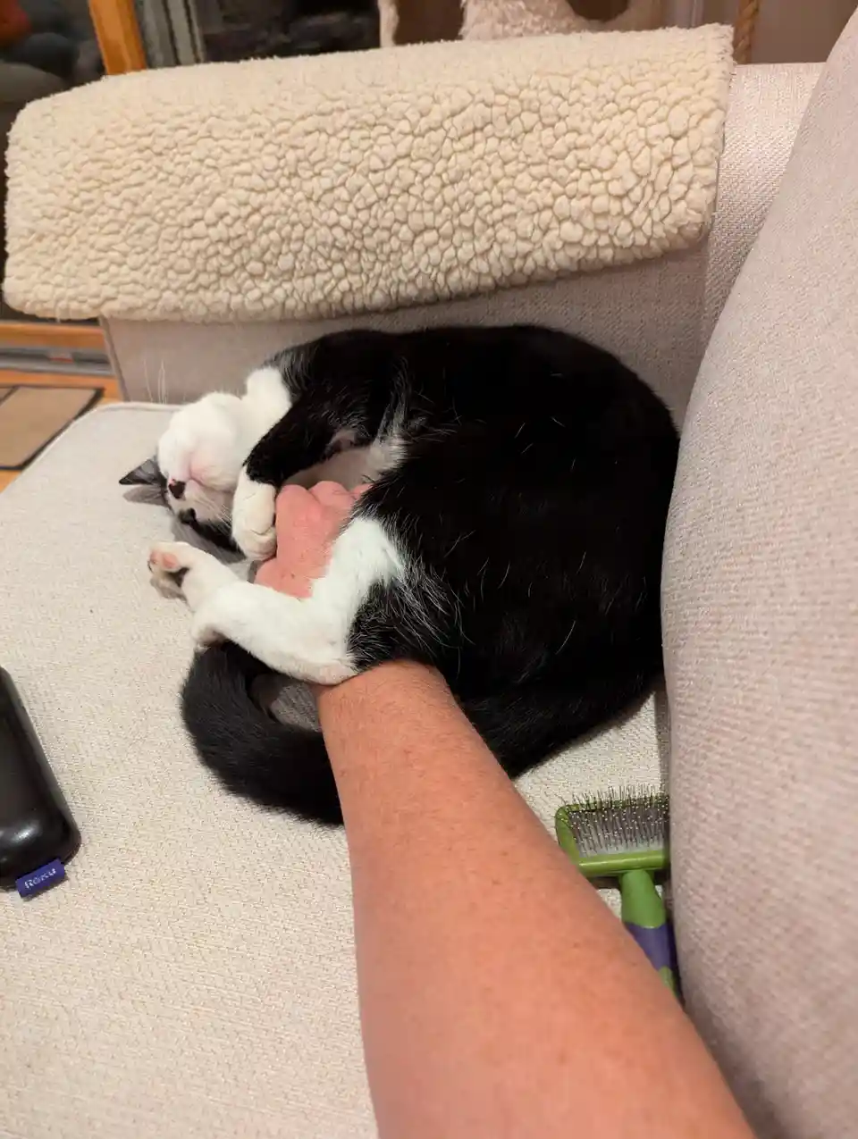 A black and white cat is curled up sleeping on a beige couch, with a person's arm wrapped around its body in a hug. The cat…