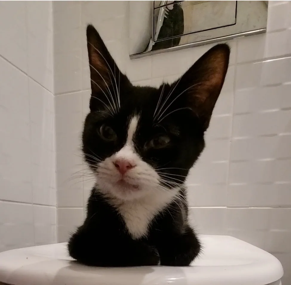 A black and white cat with large ears and a white muzzle sits atop a white toilet lid in a tiled bathroom. The cat stares…