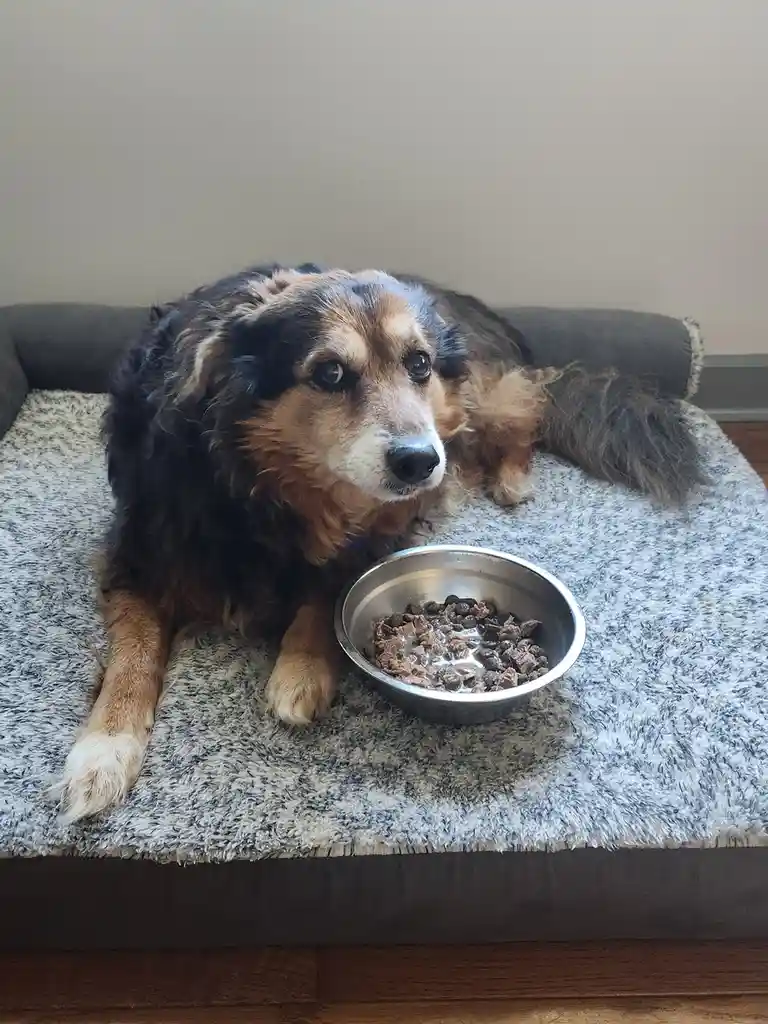 A fluffy, tri-colored dog with a sad, pleading expression lies on a grey dog bed next to a metal food bowl containing wet…
