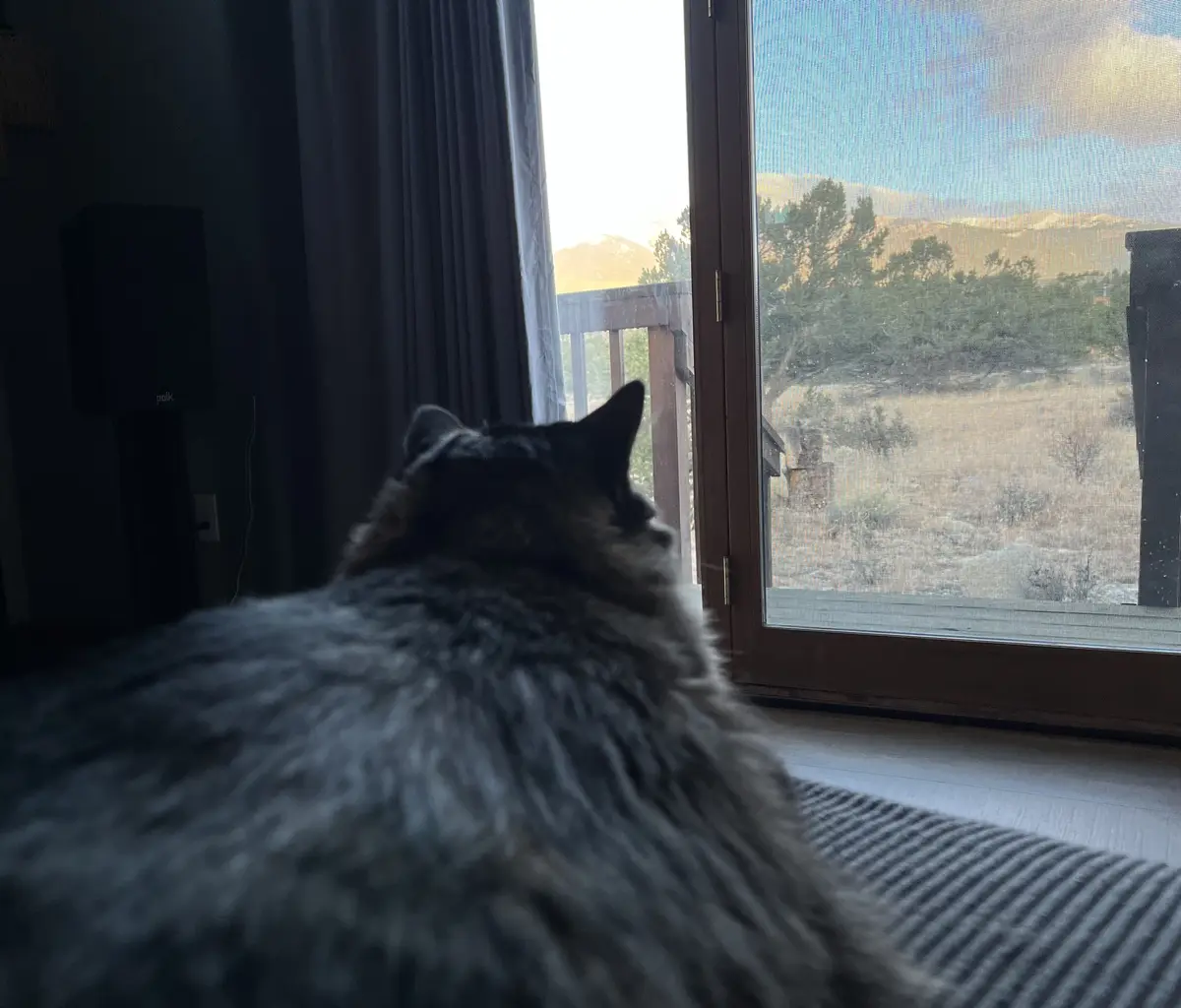 A fluffy, long-haired cat sits indoors, facing a glass door with a screen, looking out at a scenic view of mountains and…