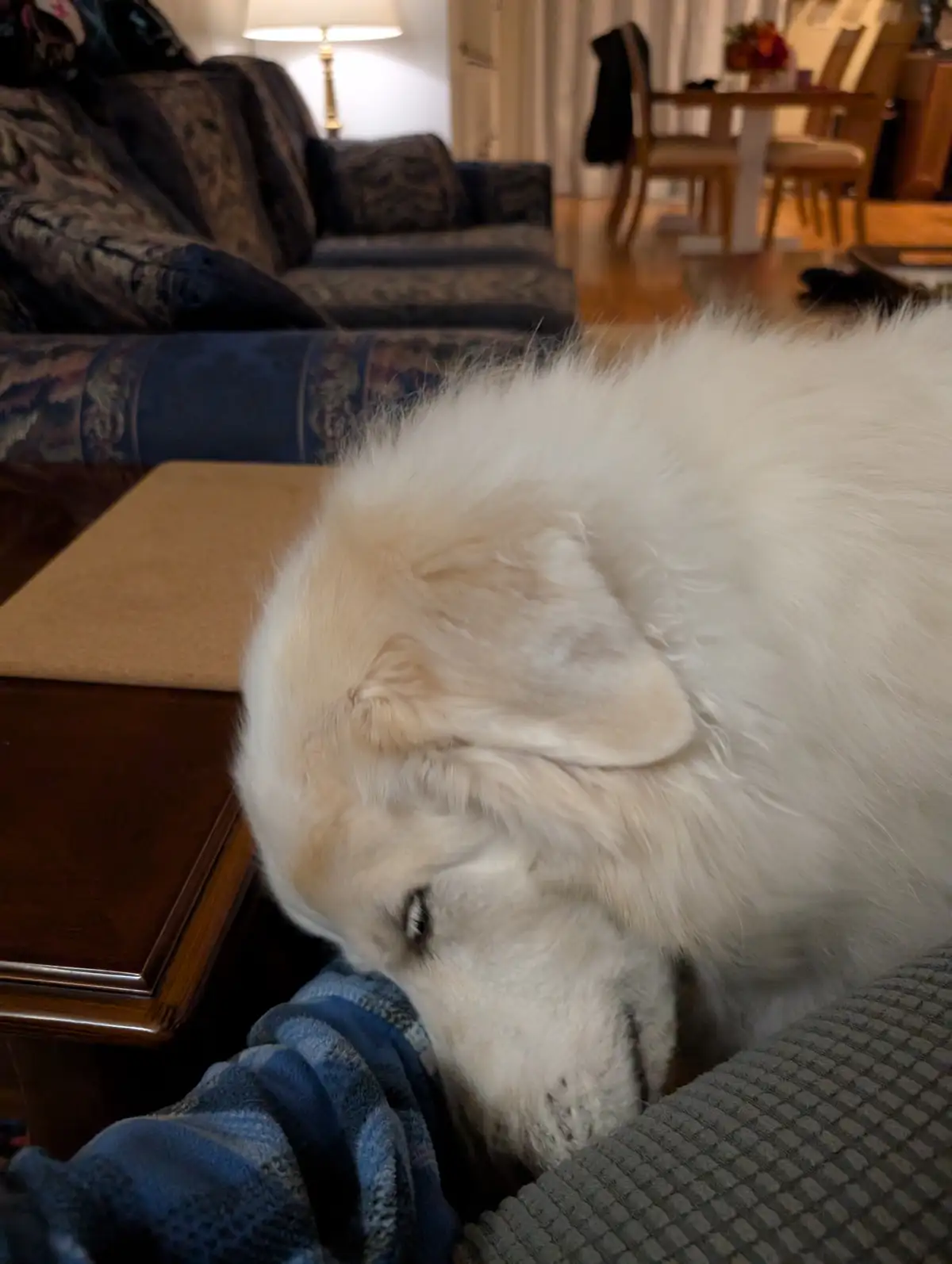 A fluffy white dog with its head resting on a person's lap, appearing to be sleeping or very relaxed. The person is wearing…