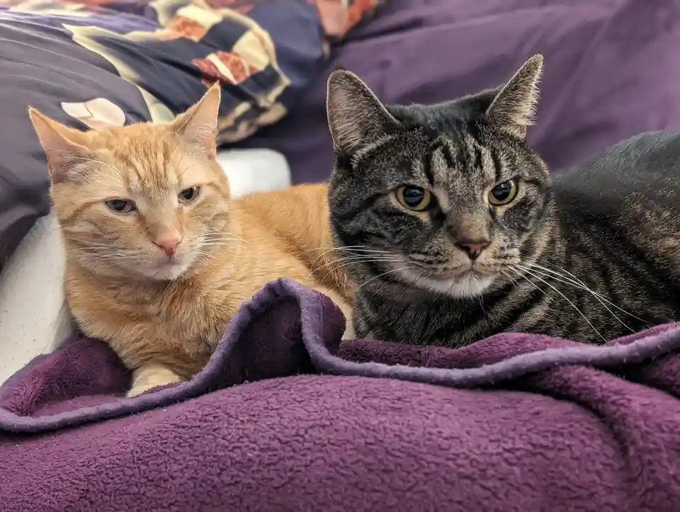 Two cats, one orange tabby and one gray tabby, lie side by side on a purple blanket, both staring directly at the camera…