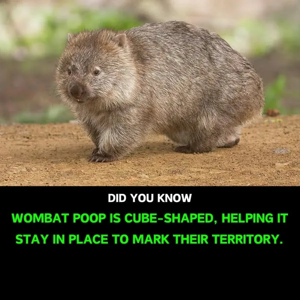 A photo of a furry, gray-brown wombat standing on dirt with a blurred green background. A black banner at the bottom…