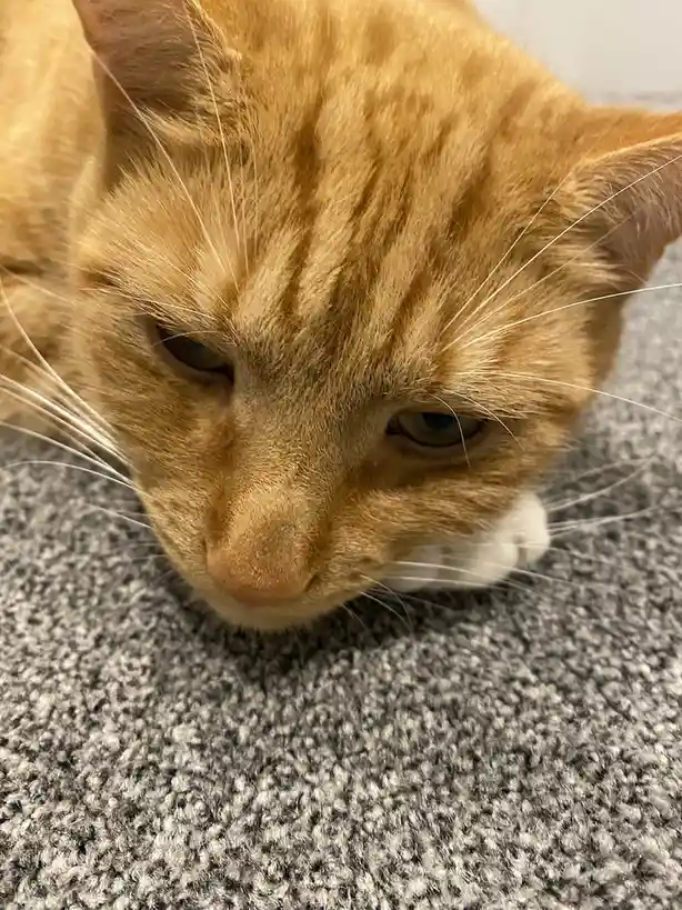 A close-up photo of an orange tabby cat with a white patch on its muzzle, lying on a gray textured carpet, looking directly…