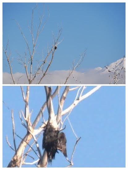 Two-panel image: top shows a small dark bird perched on a bare tree branch against a blue sky and snowy mountains; bottom…