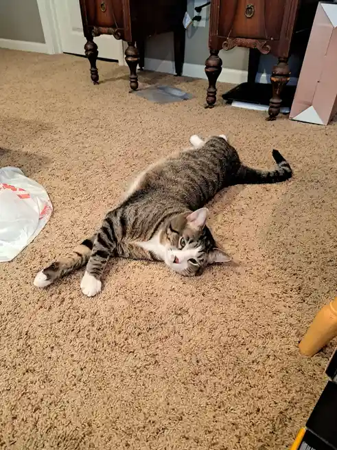 A tabby cat with white paws and chest lies on its back on a beige carpet, looking up with a relaxed, slightly smug…
