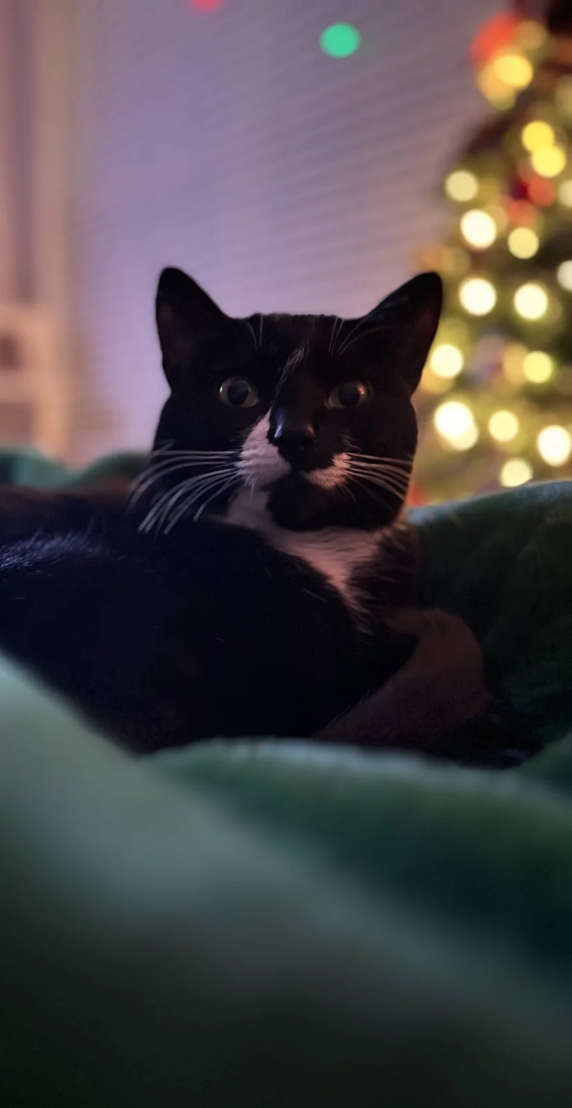 A black and white cat with wide, startled eyes stares directly at the camera while resting on a green blanket. In the…