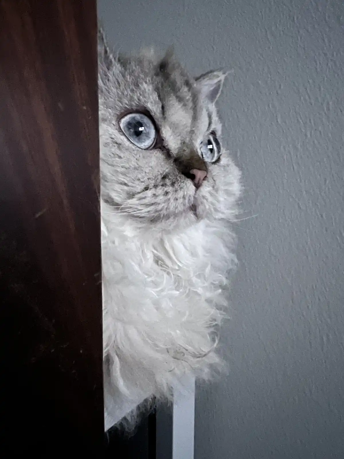 A fluffy, silver tabby cat with large blue eyes peeks out from behind a dark wooden door frame, looking upward with an…