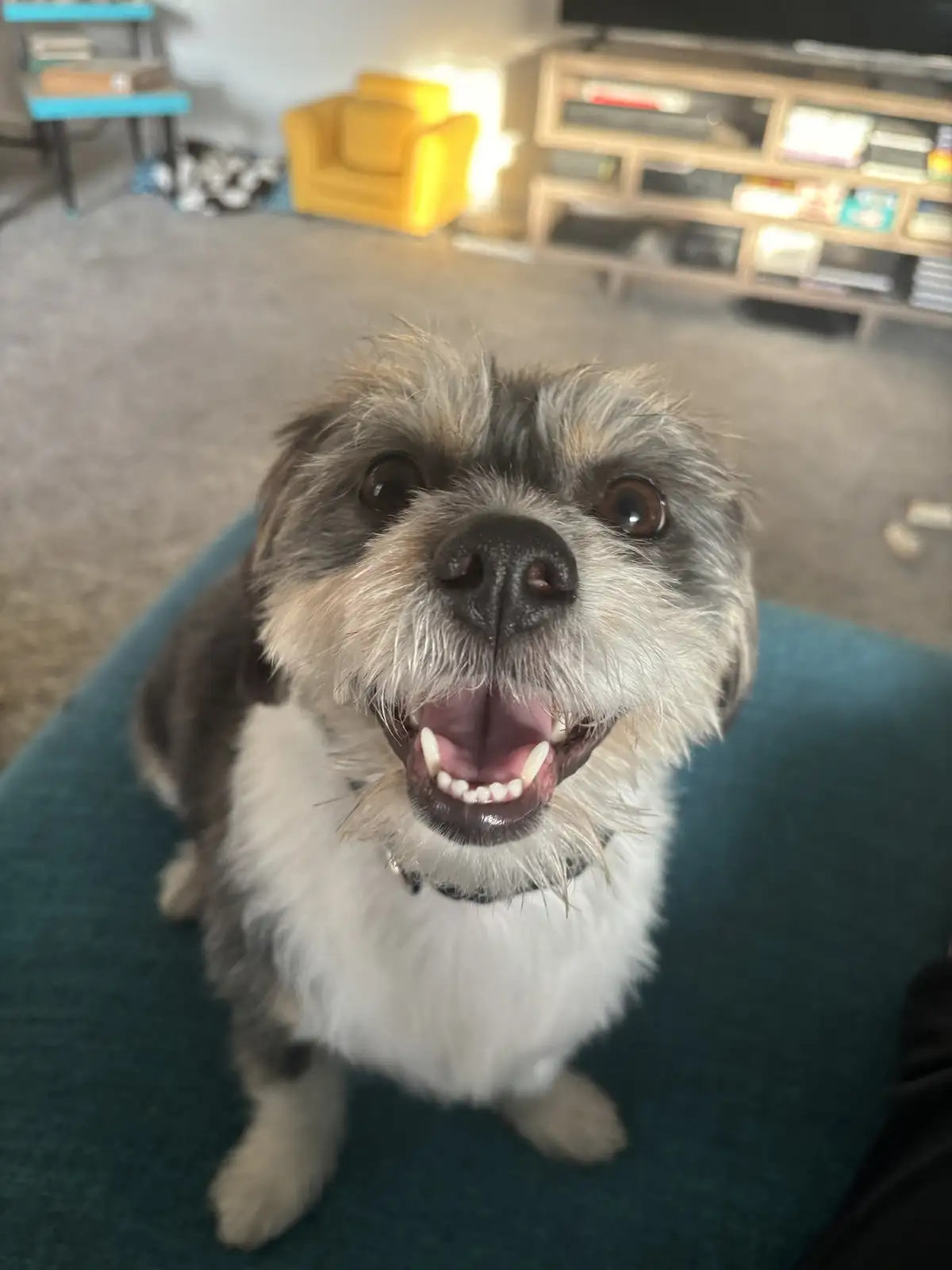 A small, scruffy dog with a white chest and grayish fur sits on a teal cushion, looking up with wide, expressive eyes and…