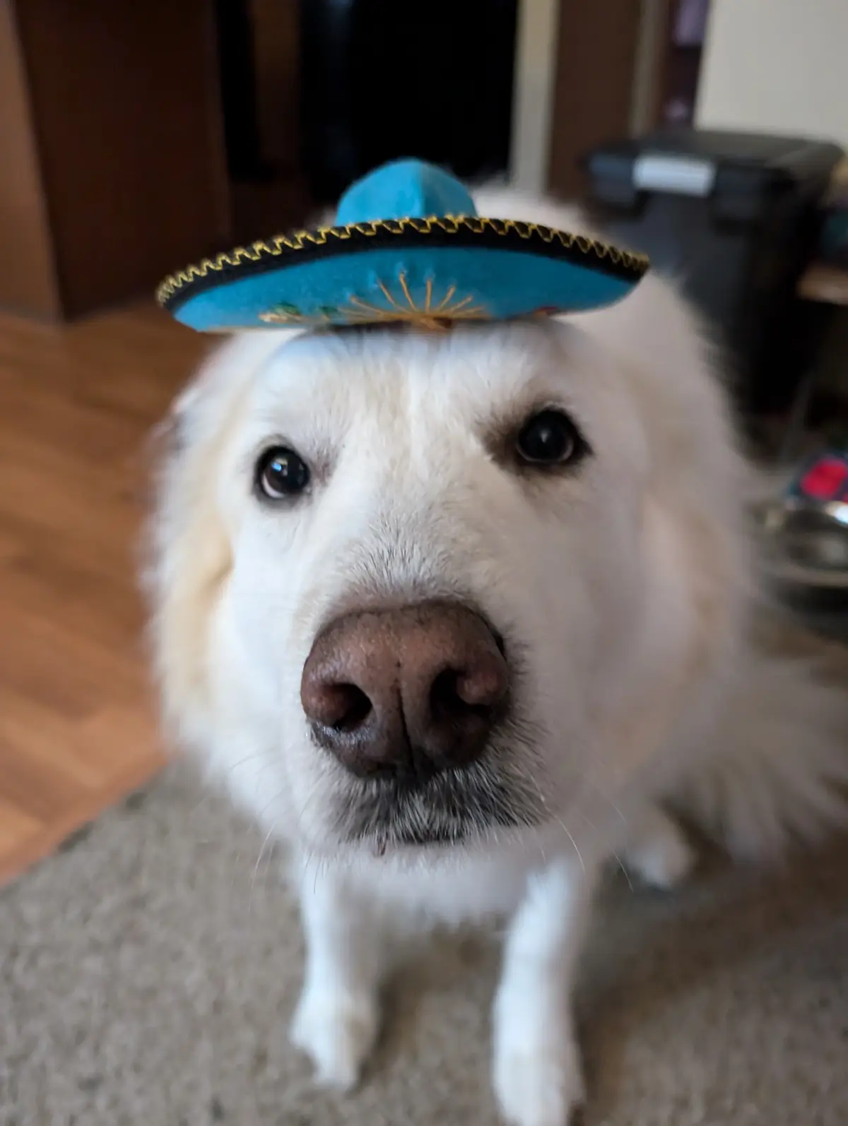 A close-up photo of a fluffy white dog looking directly at the camera with a slightly tilted head, wearing a small blue…