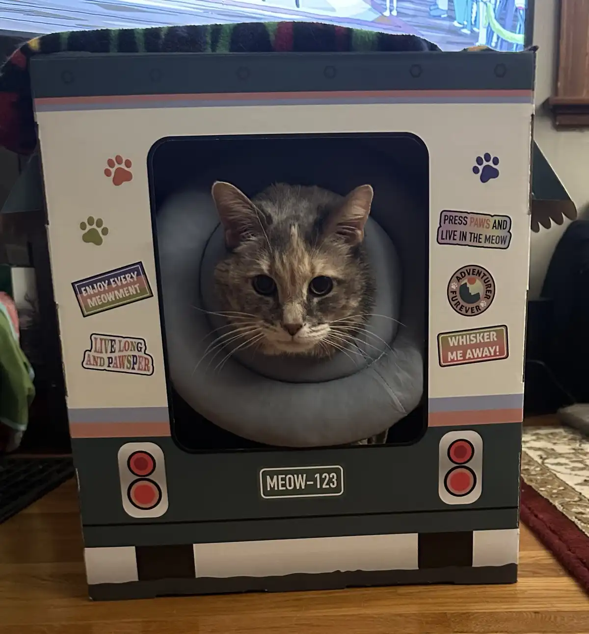 A gray tabby cat sits calmly inside a cardboard spaceship-shaped cat bed, looking directly at the camera. The box is…