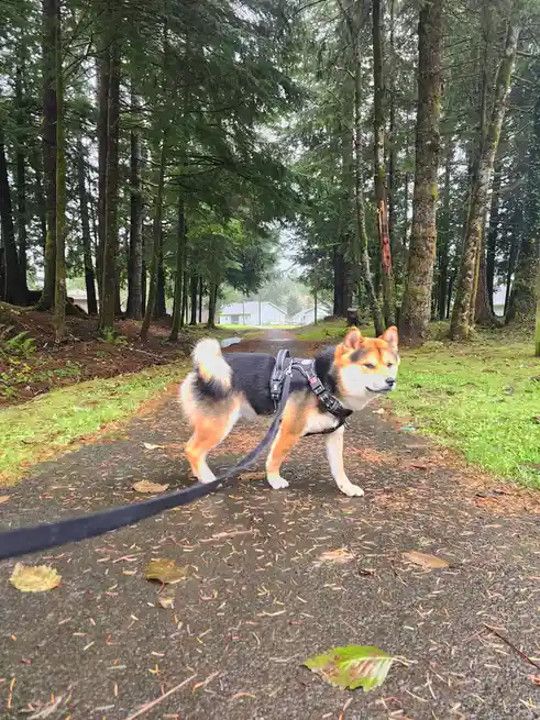 A shiba inu dog wearing a black harness and leash stands on a paved path in a forest, looking away from the camera with a…