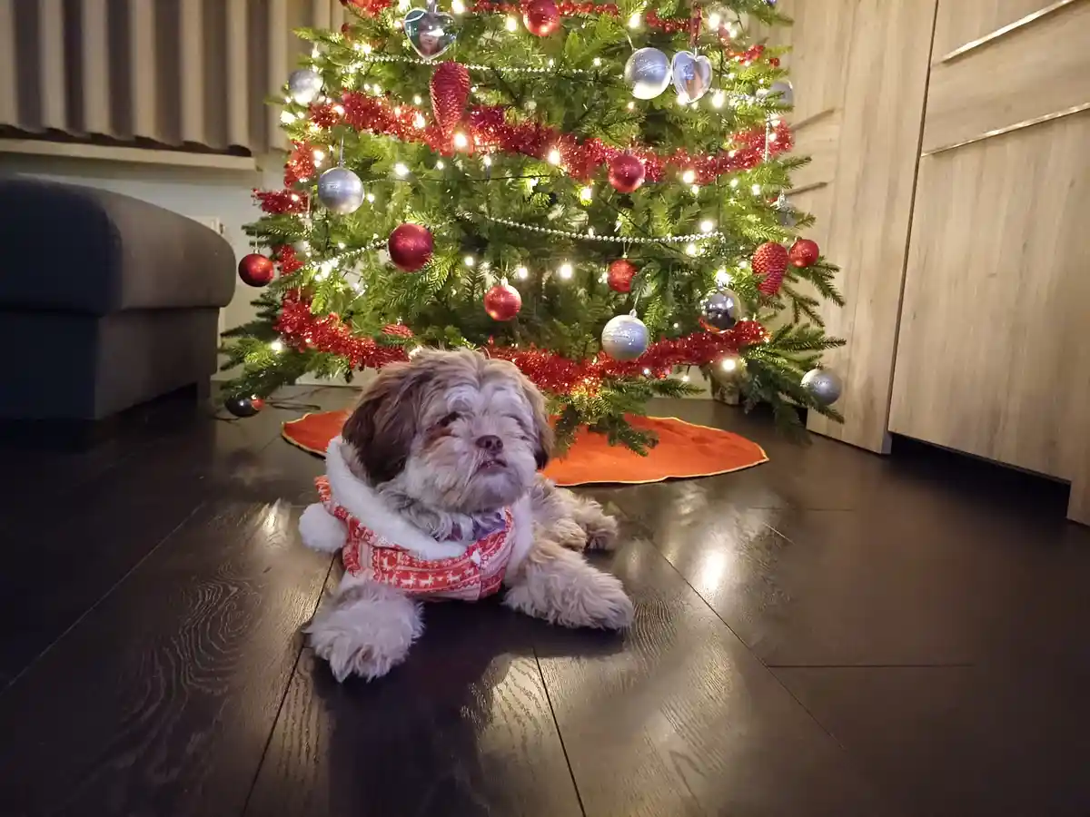 A small, fluffy dog wearing a red and white holiday sweater sits on a dark wooden floor in front of a decorated Christmas…